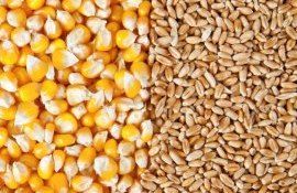 Цены на кукурузу достигли годового максимума - agroexpert.md