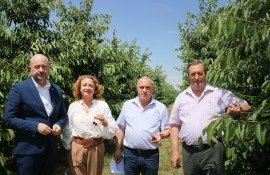 cireșe standarde export - agroexpert.md