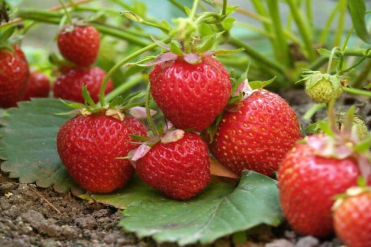 tehnici cultivare căpșuni - agroexpert.md
