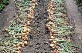 В Молдове высокая цена на лук  продержится минимум до середины июля - agroexpert.md