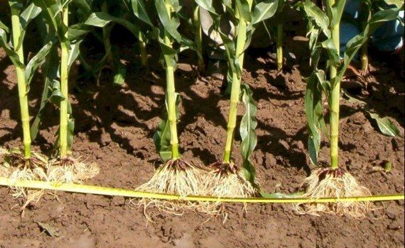 О чем корни кукурузы могут рассказать агроному - agroexpert.md