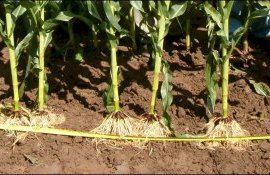 О чем корни кукурузы могут рассказать агроному - agroexpert.md