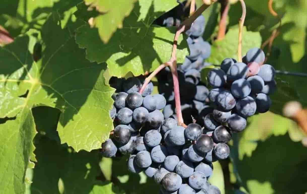 Бум органического виноградарства в Швейцарии - agroexpert.md
