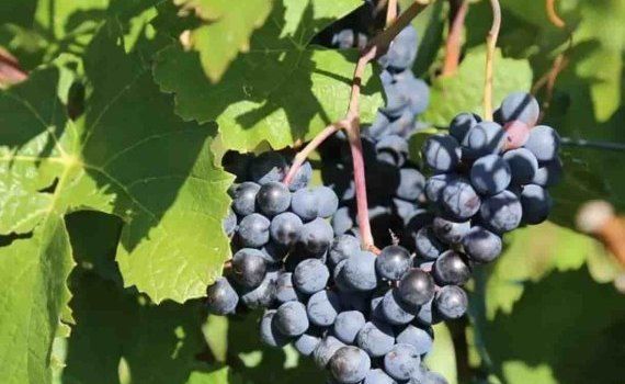 Бум органического виноградарства в Швейцарии - agroexpert.md