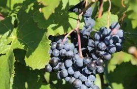 Бум органического виноградарства в Швейцарии - agroexpert.md