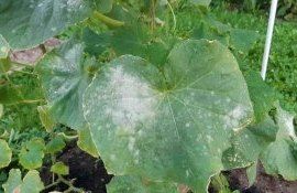 Можно ли поливать огурцы кислым молоком - agroexpert.md