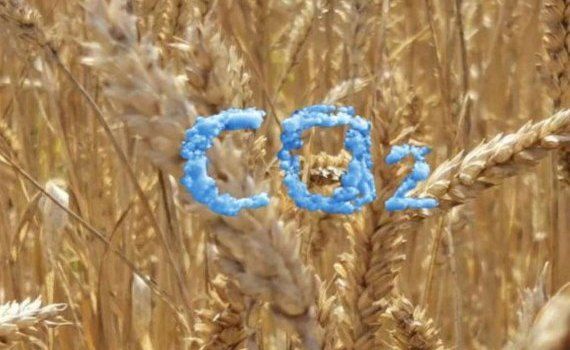 Новый факт: пшеница приобрела статус «климатического защитника» - agroexpert.md