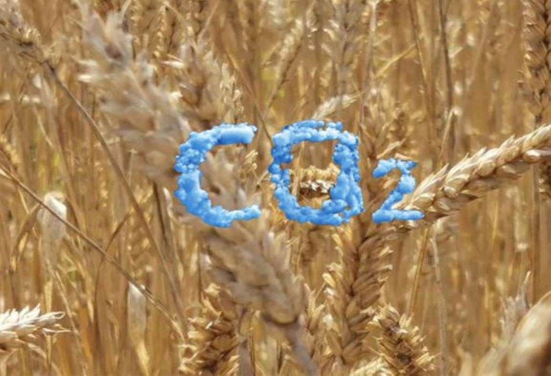Новый факт: пшеница приобрела статус «климатического защитника» - agroexpert.md