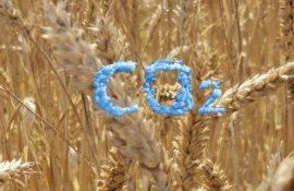 Новый факт: пшеница приобрела статус «климатического защитника» - agroexpert.md