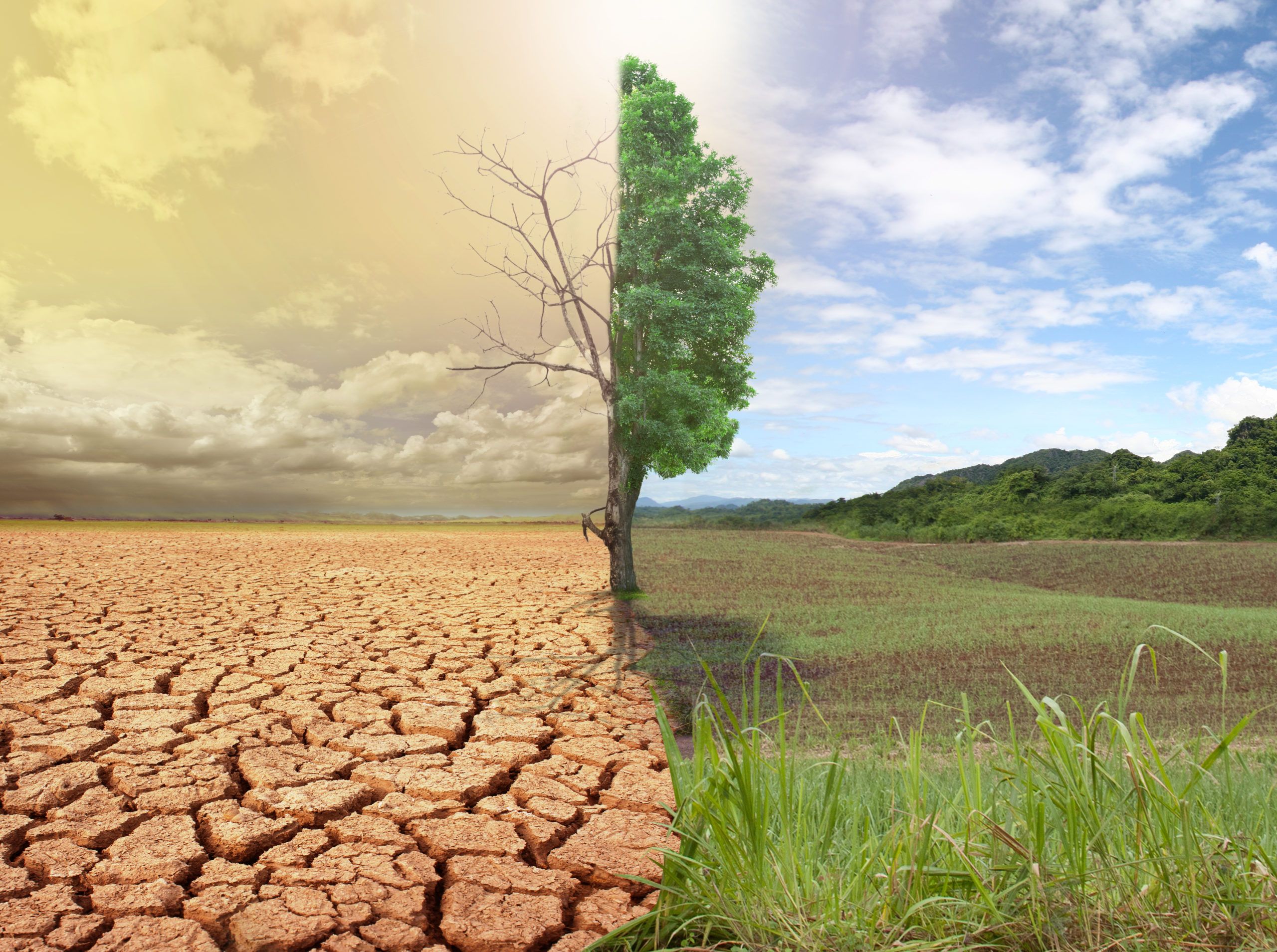 День засухи. Опустынивание земель. Засуха. Смена климата. Климатические изменения.