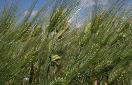 Учеными создан сорт ячменя с более ранним цветением - agroexpert.md