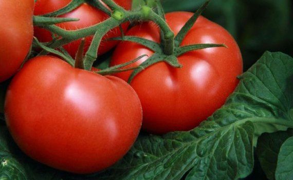 Ученые вывели томаты, обогащенные витамином D - agroexpert.md