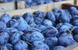 Дрожжи на поверхности сливы могут защитить от патогенов- agroexpert.md