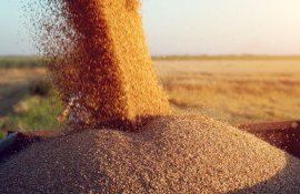 export cereale Ucraina - agroexpert.md