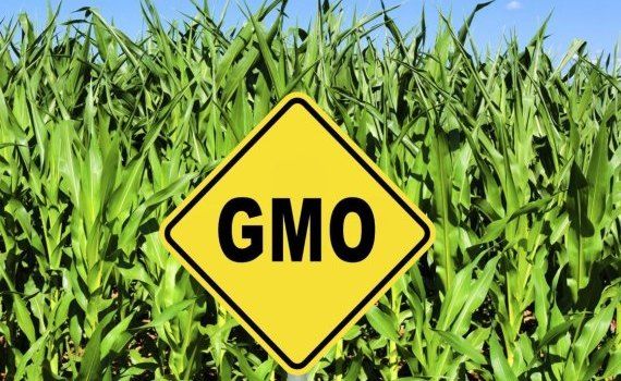 Генетически отредактированные растения в ЕС не будут иметь статус ГМО - agroexpert.md    