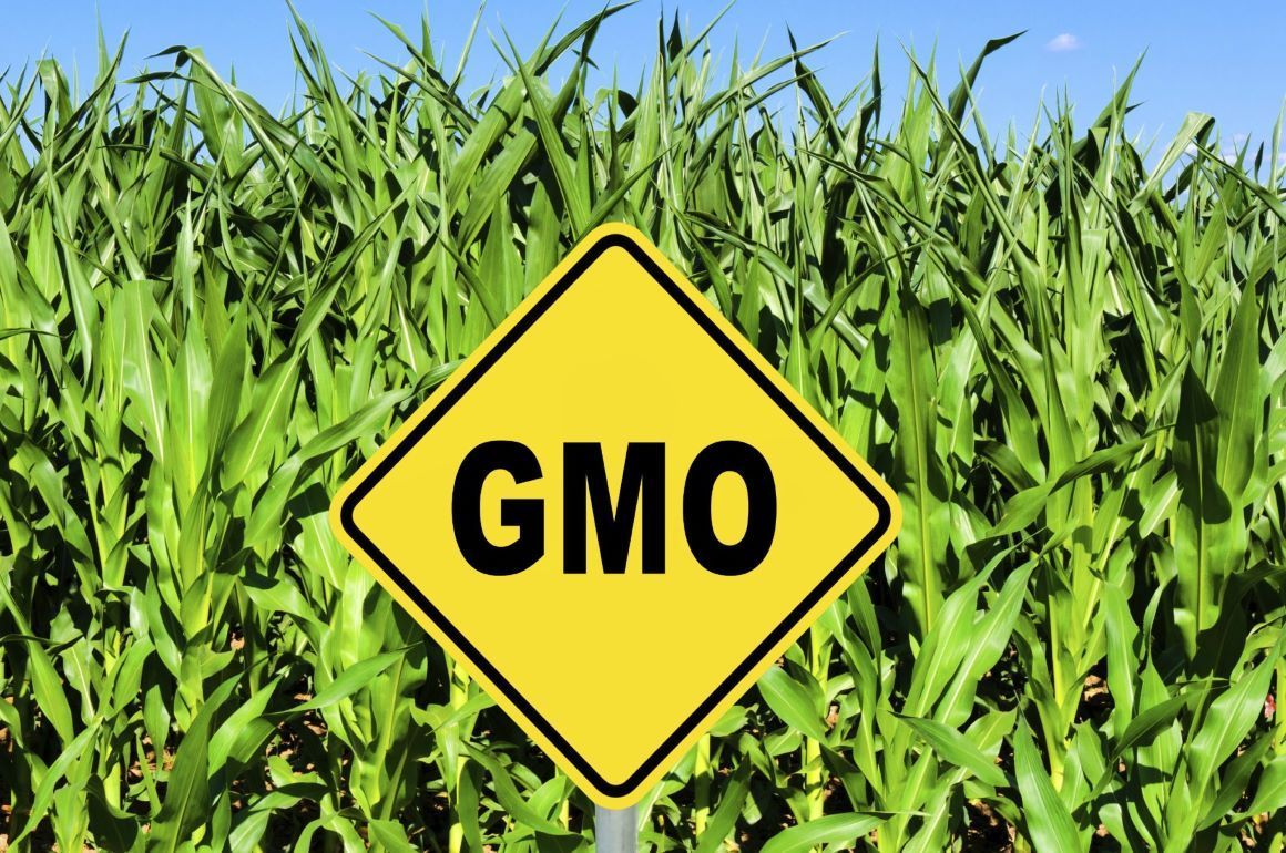 Генетически отредактированные растения в ЕС не будут иметь статус ГМО - agroexpert.md    