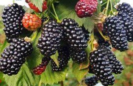 Сезон ежевики в Молдове: урожай невелик, цены выше прошлогодних - agroexpert.md