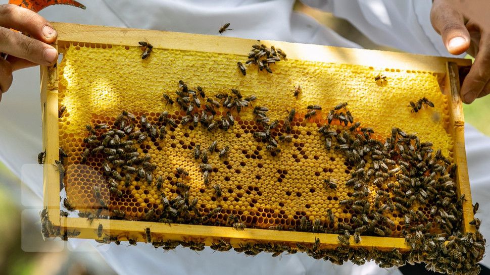 miere extracție apicultură - agroexpert.md