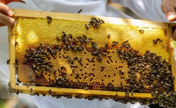 miere extracție apicultură - agroexpert.md