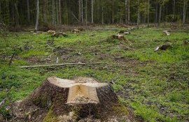 arbori tăiați IPM - agroexpert.md