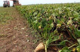 Альтернатива неоникотиноидам для защиты сахарной свеклы пока в разработке- agroexpert.md