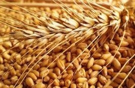 Встреча пяти стран ЕС с Украиной по проблеме поставок зерна - agroexpert.md