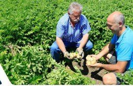 ICL Growing Solutions: producător lider de îngrășăminte durabile 