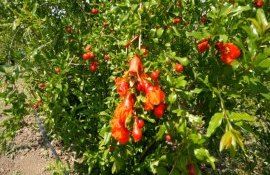 bărbat Căușeni kiwi curmale - agroexpert.md