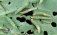 Ученые создали биоинсектицид для борьбы с капустной молью - agroexpert.md