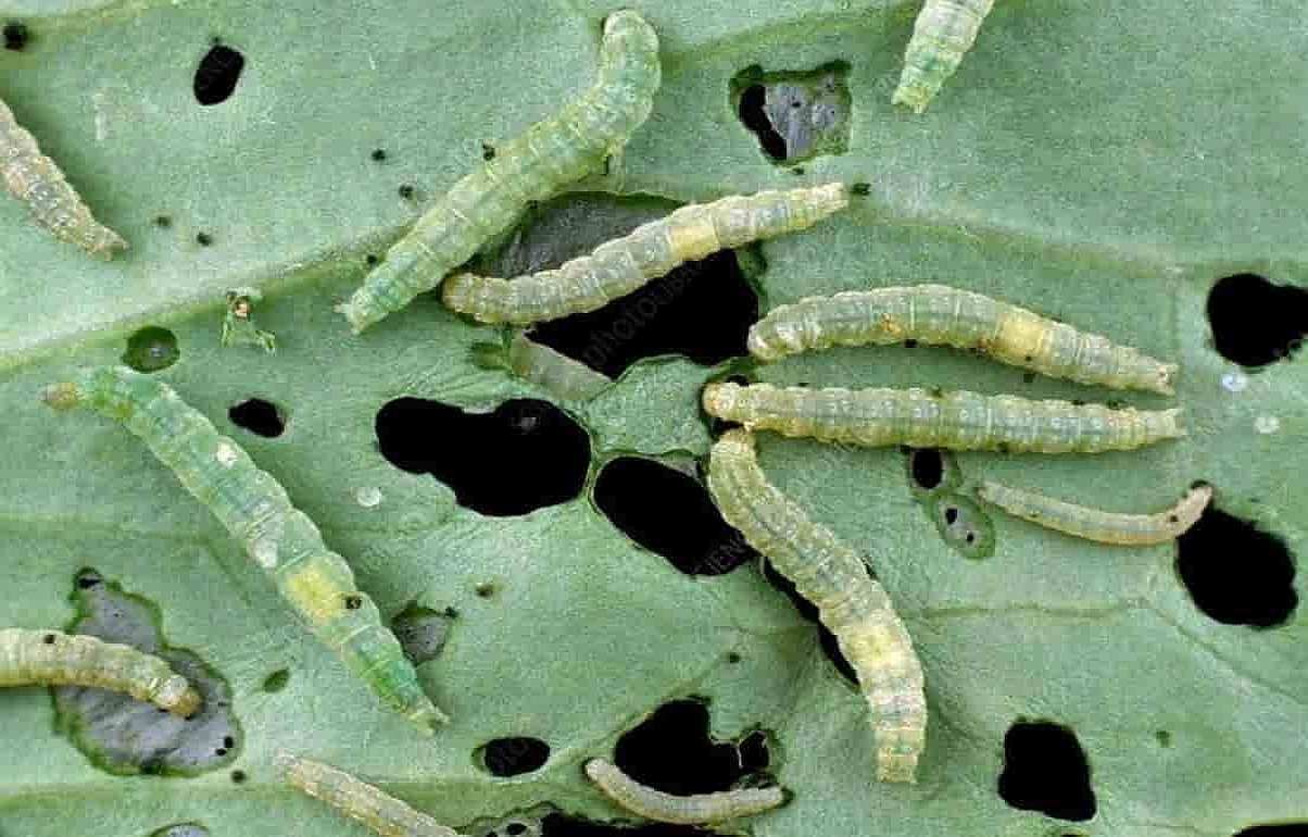 Ученые создали биоинсектицид для борьбы с капустной молью - agroexpert.md
