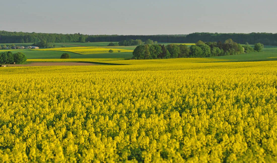 rapiță beneficii - agroexpert.md