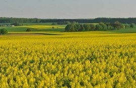 Beneficii ecologice și sursă de biocombustibil: Care sunt avantajele cultivării rapiței