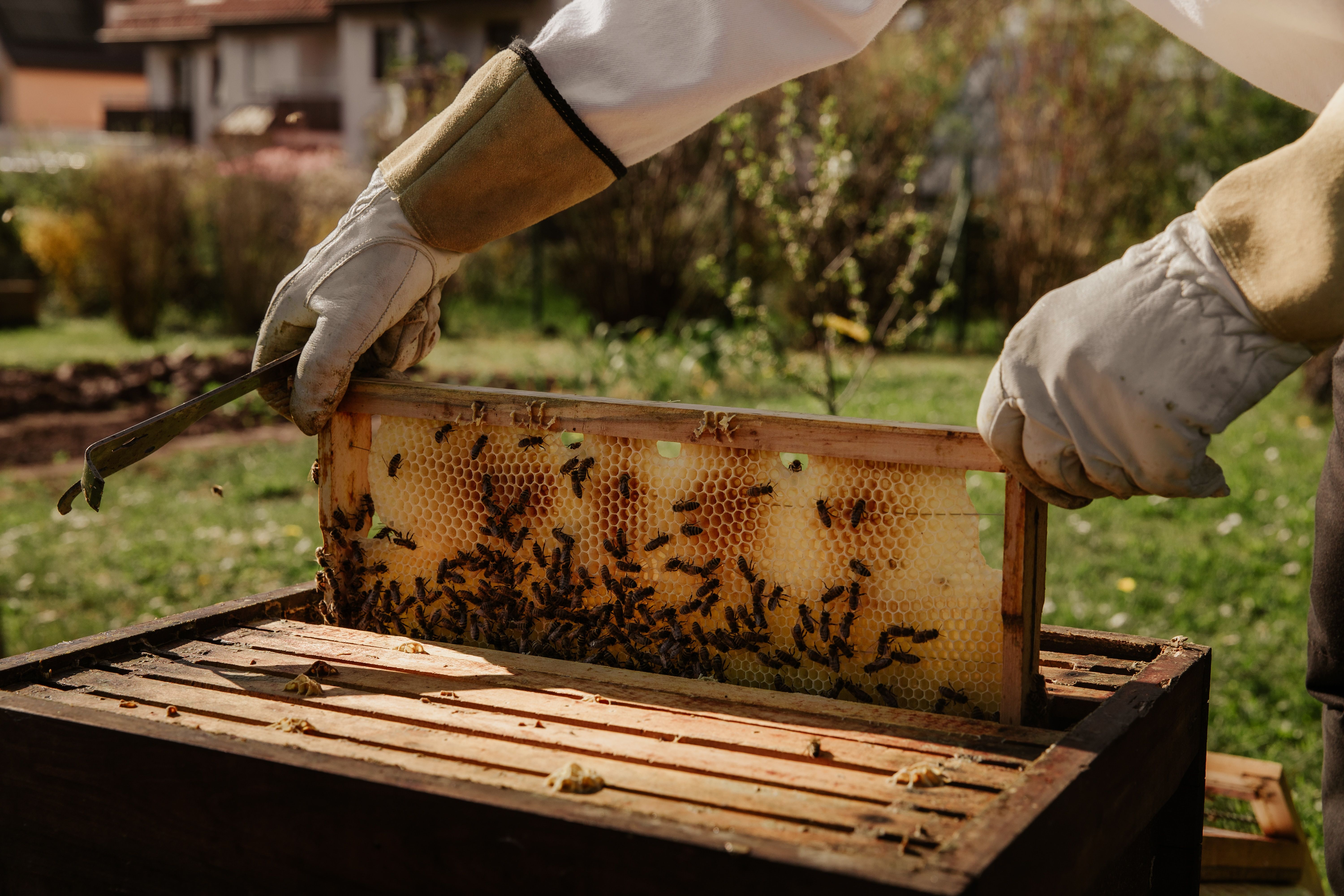 calendar apicultori - agroexpert.md