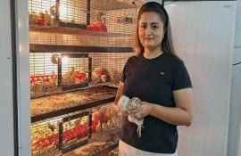 afacere prepeliță Soroca - agroexpert.md