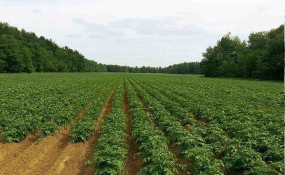 Возможности биозащиты картофеля от белой стеблевой гнили - agroexpert.md