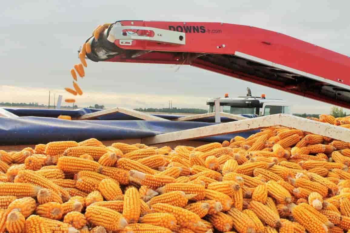 Снижен прогноз мирового производства кукурузы в новом сельхозгоду - agroexpert.md