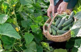 Какие удобрения для огурцов помогут улучшить их вкус - agroexpert.md