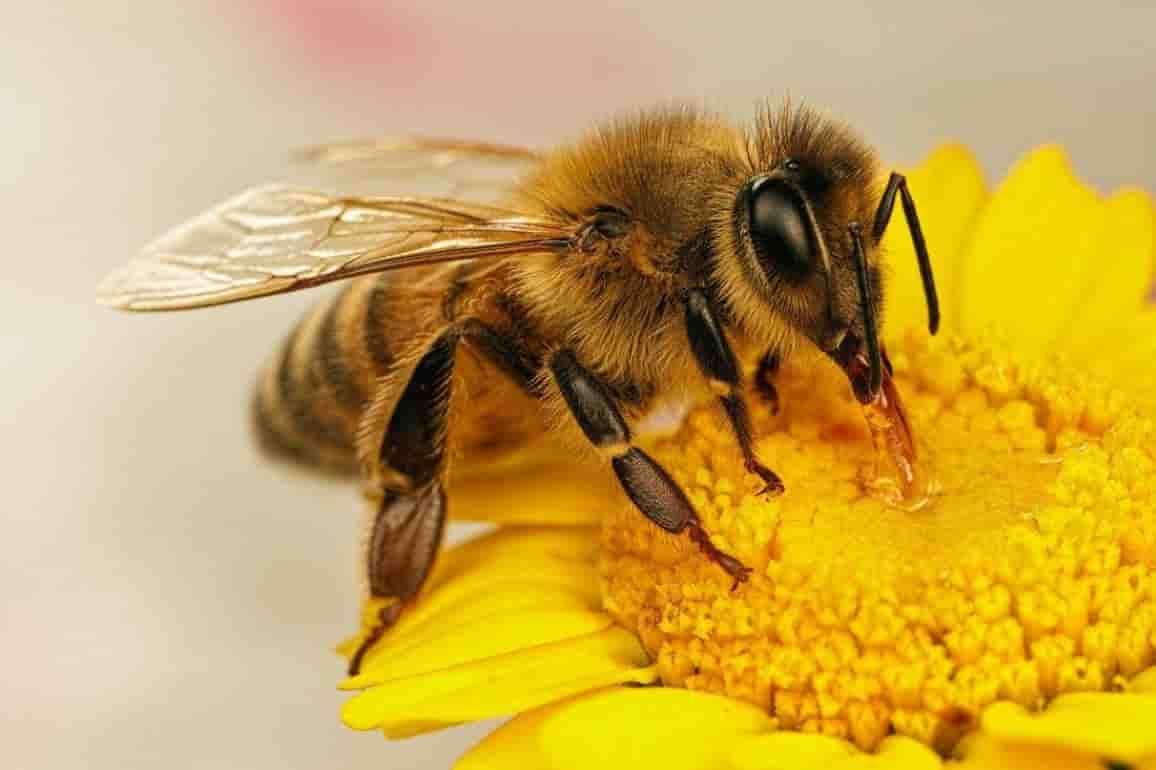 Иммунотерапия помогла пчелам противостоять смертельным вирусам - agroexpert.md