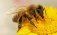 Иммунотерапия помогла пчелам противостоять смертельным вирусам - agroexpert.md