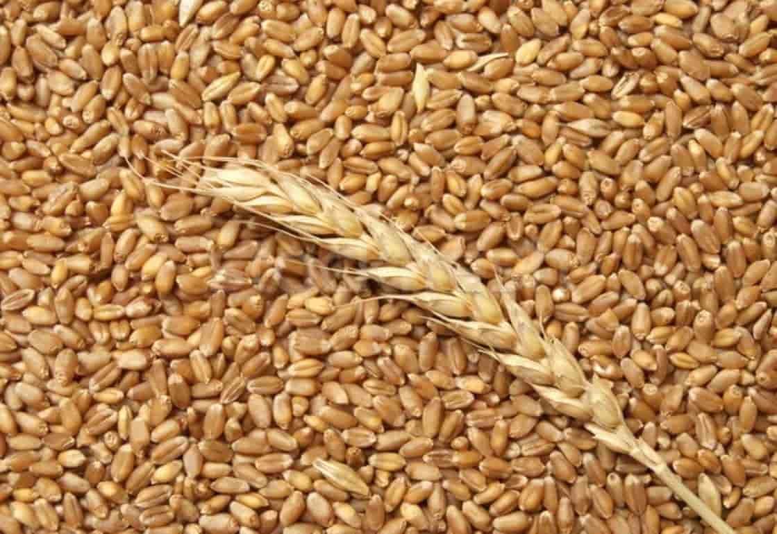 Европейские экспортеры обеспокоены объемами поставок зерна из РФ - agroexpert.md
