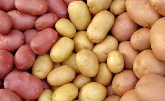 Экспорт картофеля в Украину сдерживает снижение цены в Молдове - agroexpert.md
