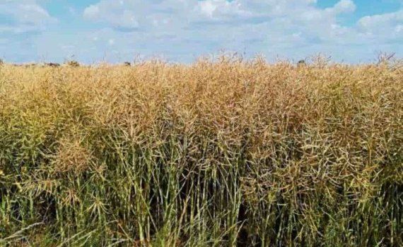 Strategie Grains сокращает оценку урожая рапса в ЕС из-за засухи - agroexpert.md