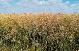 Strategie Grains сокращает оценку урожая рапса в ЕС из-за засухи - agroexpert.md