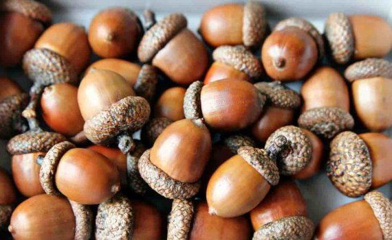 Пищевые желуди – это новые орехи и мука - agroexpert.md