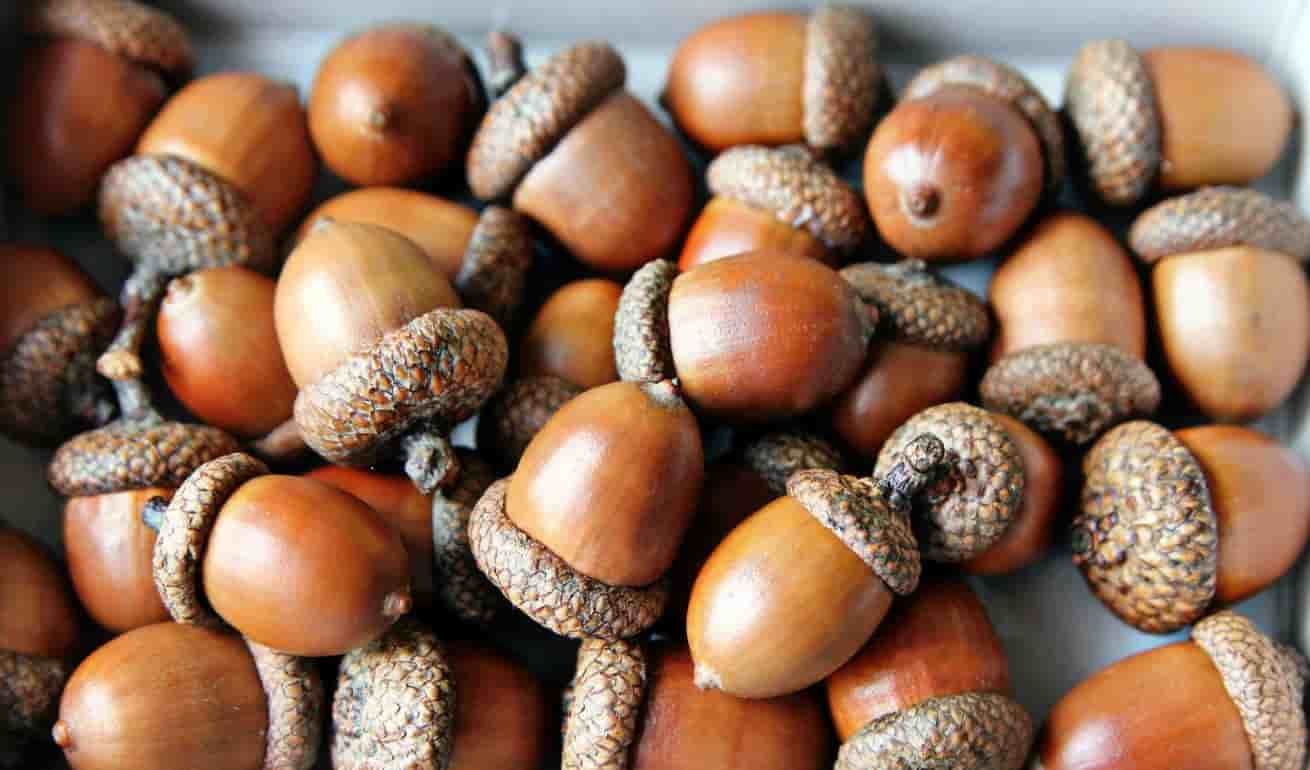 Пищевые желуди – это новые орехи и мука - agroexpert.md