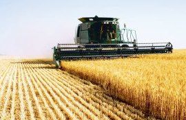 grâu preț - agroexpert.md