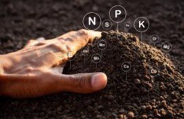 Почему сера в растениеводстве важна не меньше, чем азот и фосфор - agroexpert.md 