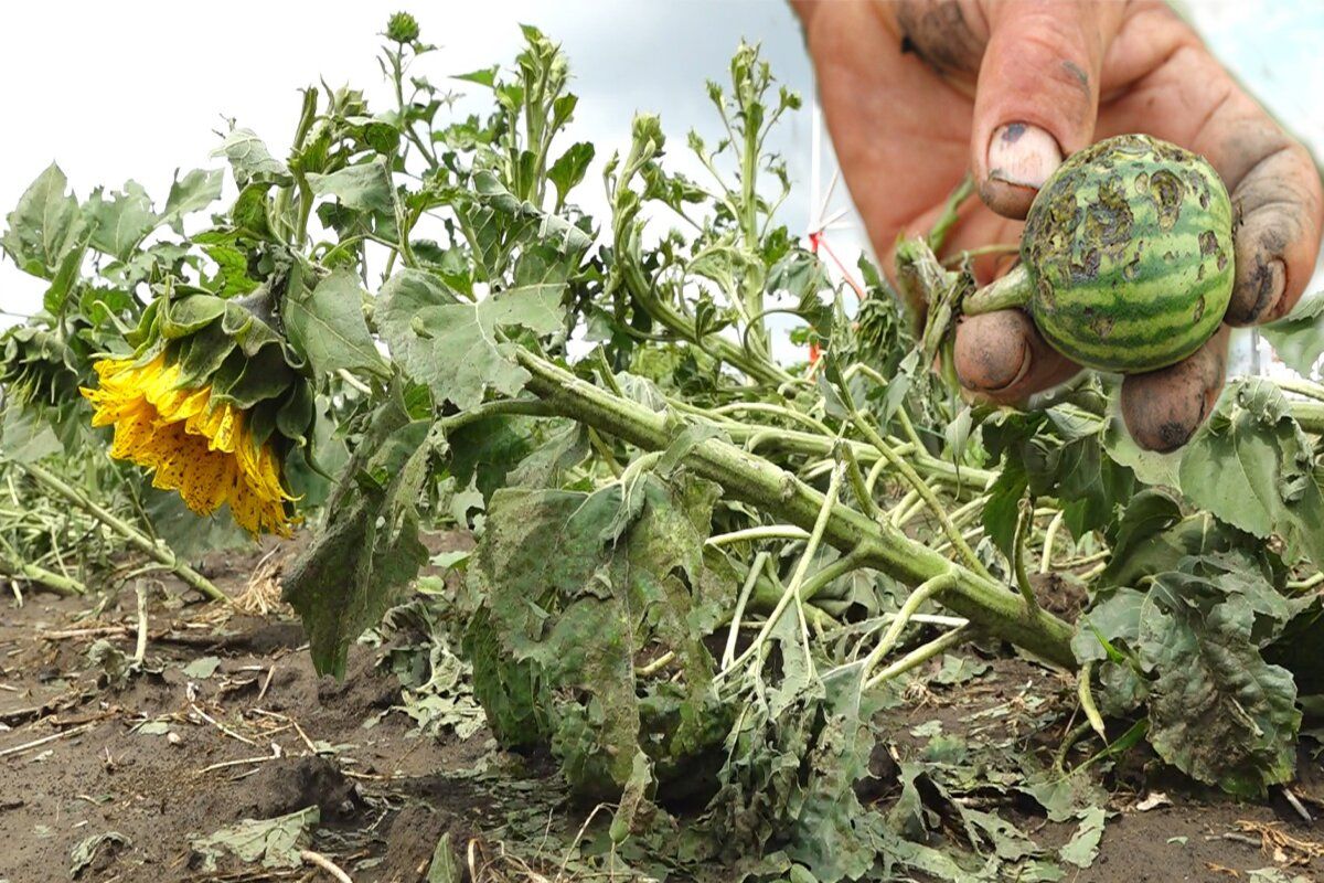 ploi grindină pagube - agroexpert.md