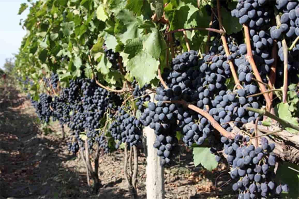 Виноград не нужен? Пренебрежением к своей культуре возмутились виноделы в ЕС - agroexpert.md