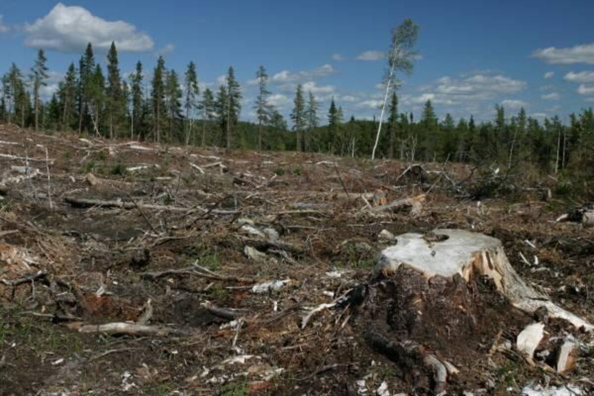 tăiere ilegală pădure reținere - agroexpert.md